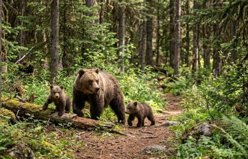 Bear and cubs in the wood