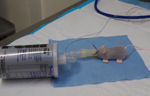 Mouse with nose cone